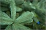 Green Trees Ель Европейская Премиум 7.0 м. хвоя РЕ - ЕЕП-7.0РЕ 812079347