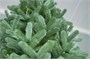 Green Trees Ель Европейская Премиум 8.0 м. хвоя РЕ - ЕЕП-8.0РЕ 1235371730