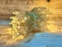 Гирлянда нить уличная 10м. 100 теплых диодов, с мерцанием, прозрачный силикон 24V - 7423 IP65 LEON LED (LIGHT) 1229914541