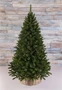Triumph Tree Пихта Прелестная 215 см. - 73363 541685302