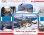 Учебно-образовательная коллекция "Знайка" «Биология. Животные РФ Млекопитающие» (Электронная версия) 266458449