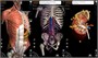 Анатомический 3D_атлас Systema, пакетная лицензия на 30 персональных учетных записей на 5 лет 134471444