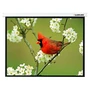 Настенный экран Lumien Master Picture LMP-100113 (4:3) 366x274 (358х266, MW) 1349144206