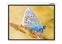 Экран с электроприводом Lumien Master Control LMC-100132 (16:10) 300x225 (290х181, MW) 683115227