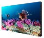 Профессиональная панель EliteBoard BB757UCBED 2053460779